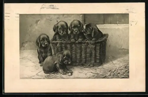 AK Fünf Welpen vor einer Stallwand