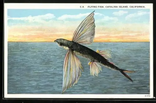 AK Catalina Island, Flying Fish, Fliegender Fisch