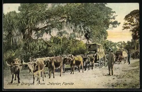 AK Ochsen-Gespann mit Karren, Hauling Oranges from Interior, Florida