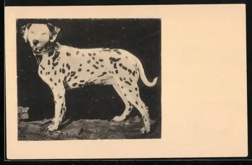 AK Dalmatiner mit Halsband