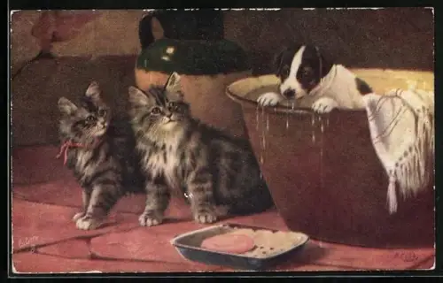 AK Katzen beobachten erstaunt einen badenden Hund