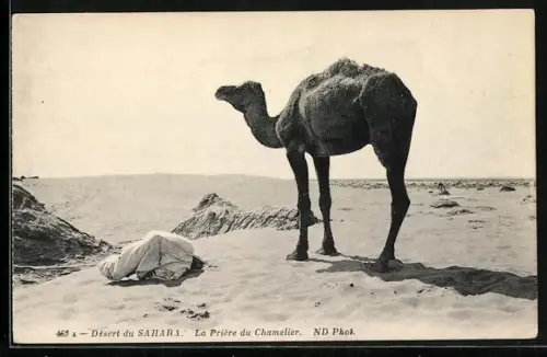 AK Kamel in der Sahara