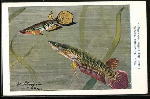 Künstler-AK Haplochilus chaperi und Haplochilus rubrostigma