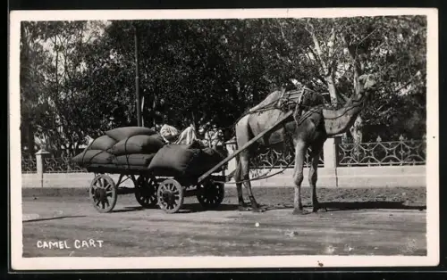 AK Kamel mit einem Karren auf einer Strasse