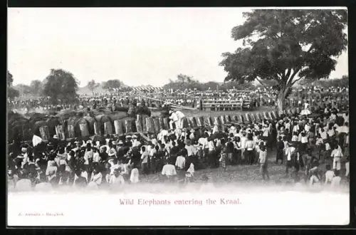 AK Elefant laufen in ein Gehege