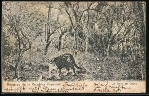 AK Tigre del Chaco, Argentinischer Tiger