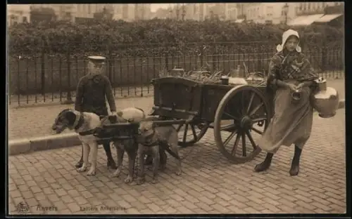 AK Anvers, Laitière Anversoise, Drei Hunde vor einem Karrren mit Milch