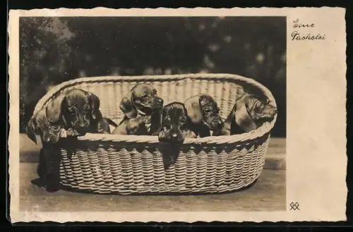 AK Welpen zusammen in einem Korb, Eine Tackelei