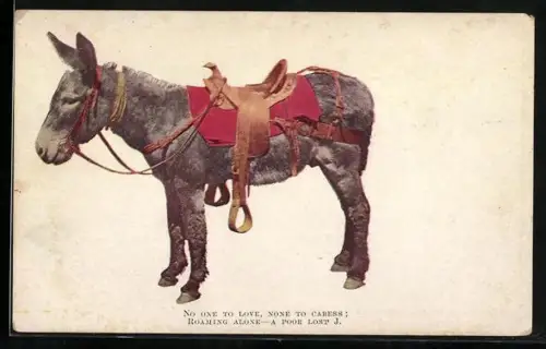 AK Esel mit Sattel und Zaumzeug, No one to love, none to caress roaming alone- a poor lost J