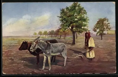 AK Bauer beim Pflügen mit Esel und Ochsengespann
