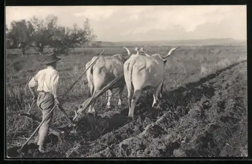 AK Ochsengespann auf dem Feld