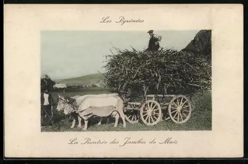 AK Zwei Ochsen ziehen einen Karren