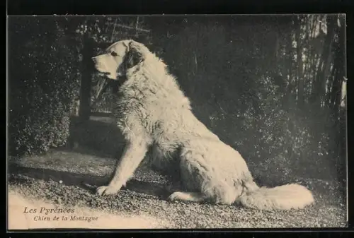 AK Heller Hund im Wald