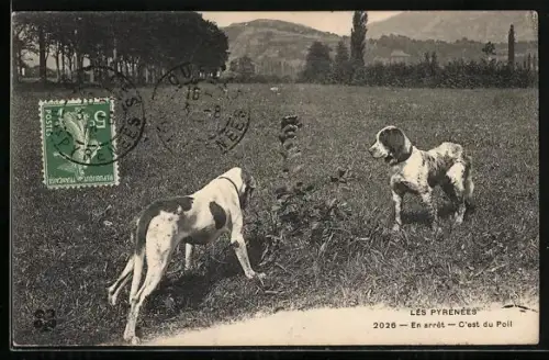 AK Zwei Hunde auf einer Wiese