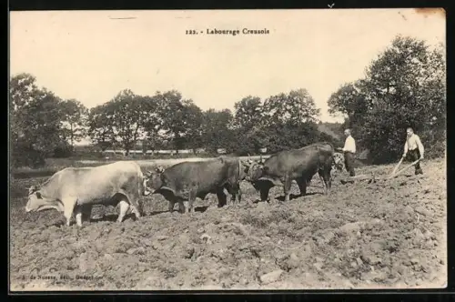 AK Rinder ziehen einen Pflug
