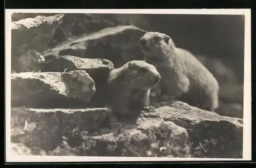 AK Zwei Murmeltiere auf Felsen