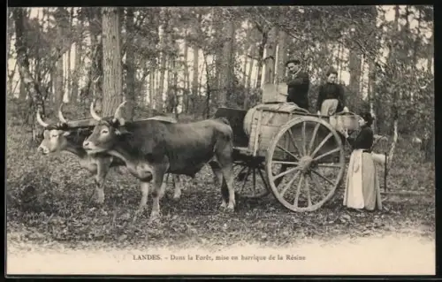 AK Ein Ochsen-Gespann im Wald, mise en barrique de la Résine