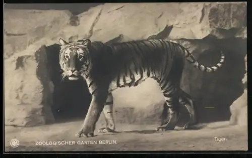 AK Tiger im Berliner Zoo