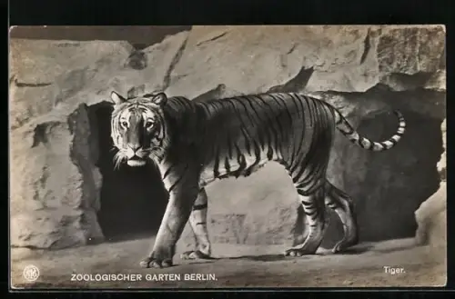AK Berlin, Tiger im Zoologischen Garten
