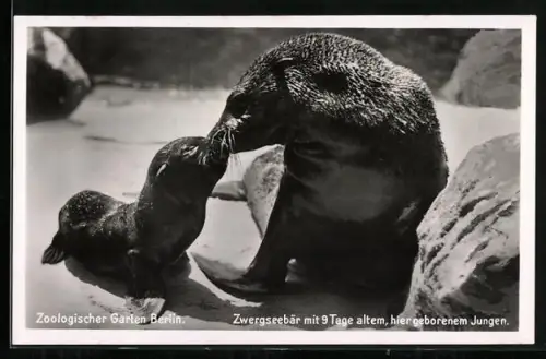 AK Berlin, Zoologischer Garten, Zwergseebär mit neun Tage altem Jungen