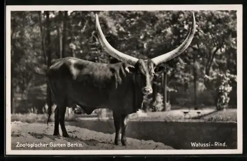AK Watussi-Rind im Berliner Zoologischen Garten