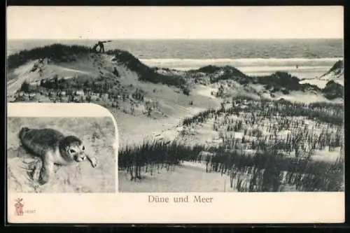 AK Junge Robbe, Blick von der Düne auf das Meer