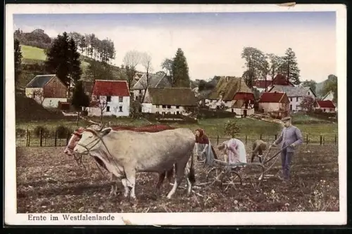 AK Ernte im Westfalenlande, Pflügen mit Kuh-Gespann