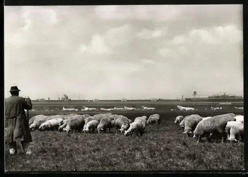AK Berlin, Zentral-Flughafen Tempelhof, Schäfer mit Schafherde