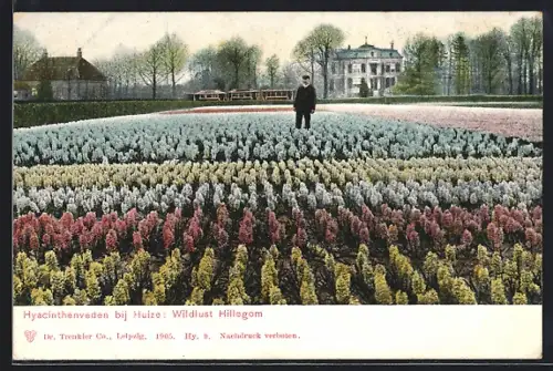 AK Hillegom, Hyacinthenveden bij Huize, Wildlust