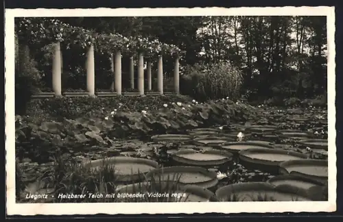 AK Liegnitz, Heizbarer Teich mit blühender Victoria regia