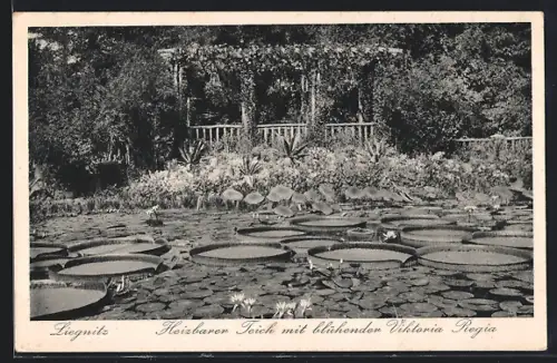 AK Liegnitz, Heizbarer Teich, Blühende Victoria regia