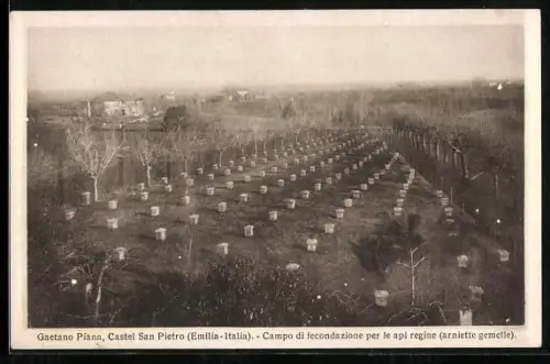 AK Gaetano Piana, Castel San Pietro, Campo di fecondazione per le api regine