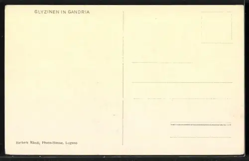 AK Gandria, Wegpartie mit Glyzinien