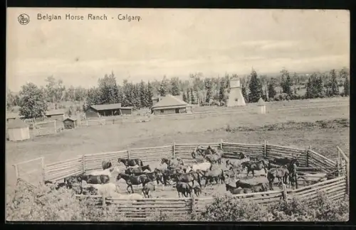 AK Calgary, Belgian Horse Ranch