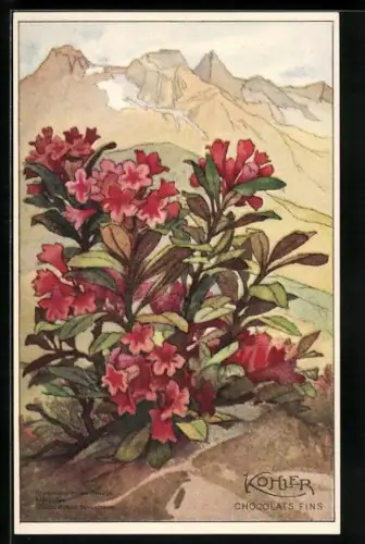 Künstler-AK Rhododentron ou Rosage, Kohler Chocolat Fins