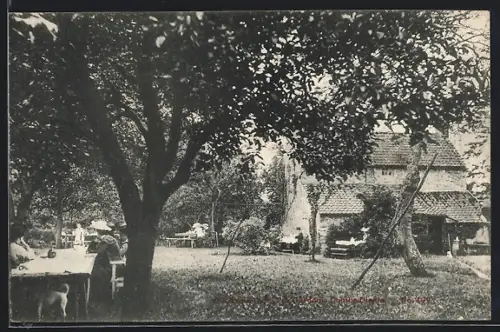 AK Coombe Dingle, Tea Gardens, Old Apple Tree