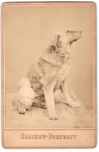 Fotografie Hund sitzt brav im Atelier und posiert für die Kamera