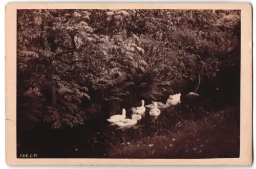 Fotografie C. R., Enten auf Nahrungssuche in einem Bach