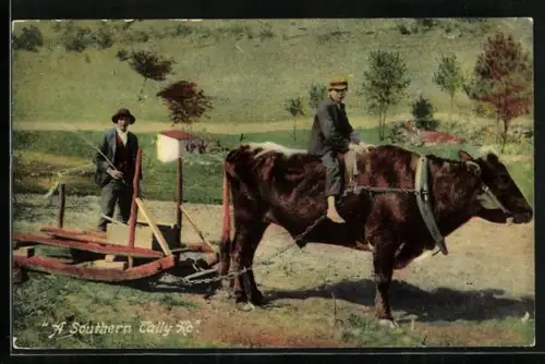 AK A Southern Tally Ho, Ox