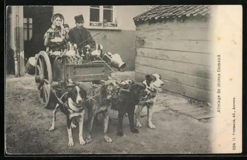 AK Attelage de chiens flamand