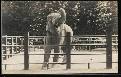 AK Wien, Menagerie Schönbrunn, Indischer Elefant