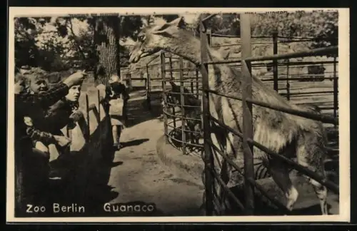 AK Berlin, Zoo, Guanaco und Zoobesucherinnen