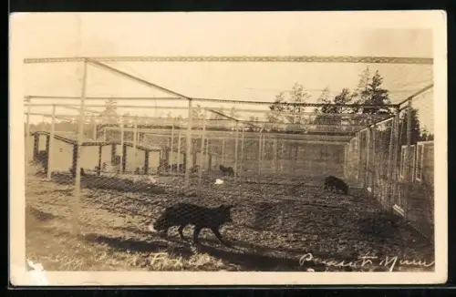 AK Füchse auf einer Fuchsfarm