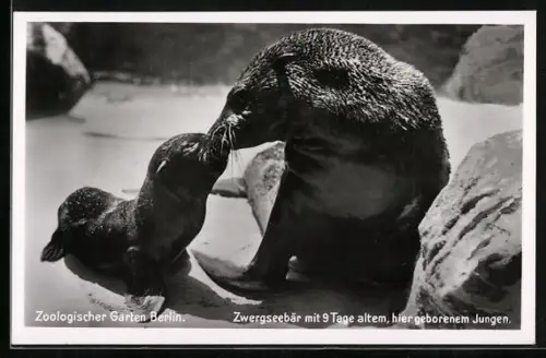 AK Berlin, Zoologischer Garten, Zwergseebär mit neun Tage altem Jungen