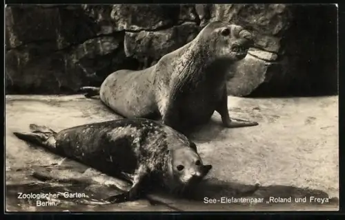 AK Berlin, Zoologischer Garten, See-Elefantenpaar Roland und Freya