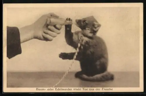 AK Baum- oder Edelmarder trinkt Tee aus der Flasche
