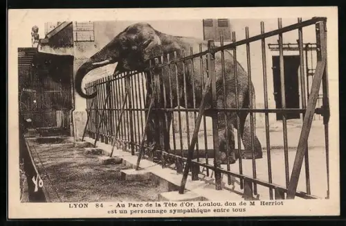 AK Lyon, Au Parc de la Tete d`Or, Loulou