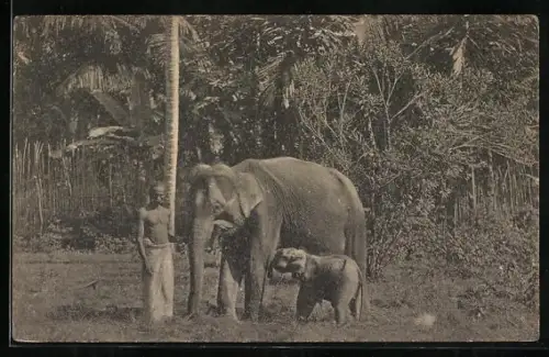 AK Singalese mit Elefant und Jungtier