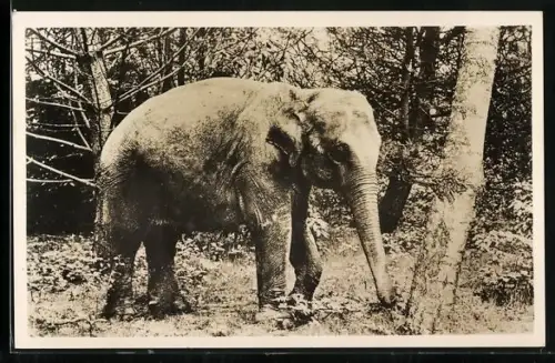 AK Dierenpark Wassenaar, Olifant