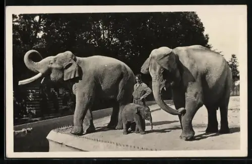 AK München, Münchner Tierpark Hellabrunn: junger indischer Elefant